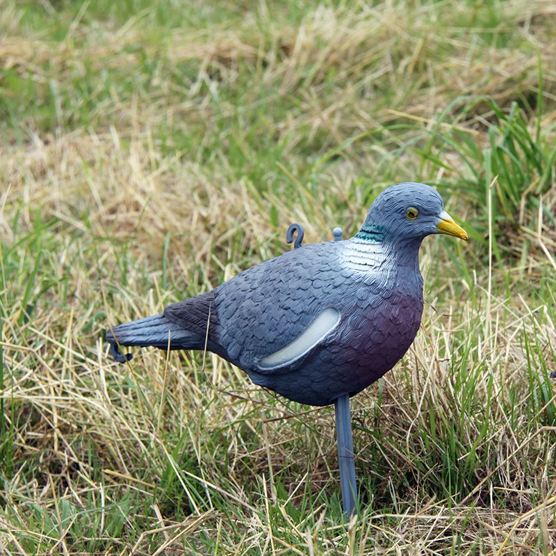 Lockvogel Ringeltaube